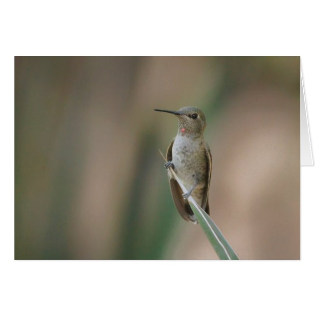 Sitzen hübscher Kolibri (Vorderseite (Horizontal))