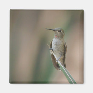 Sitzen hübscher Kolibri Magnet