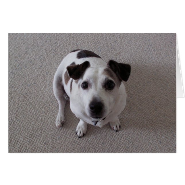 Sitzen Sie Hund (Vorderseite (Horizontal))