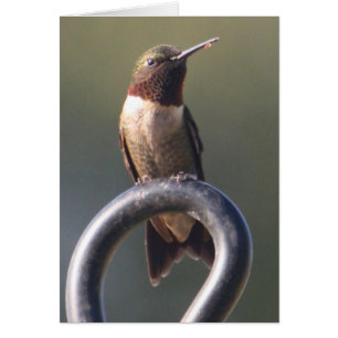 Sitzender hübscher karminroter Kehle-Summenvogel