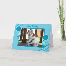 Sitzender lila Türkis des Fotos der Kalikokatze