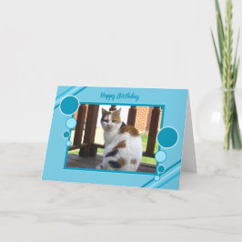 Sitzender lila Türkis des Fotos der Kalikokatze Karte