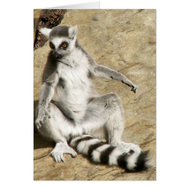 Sitzender RingtailLemur (Vorne)