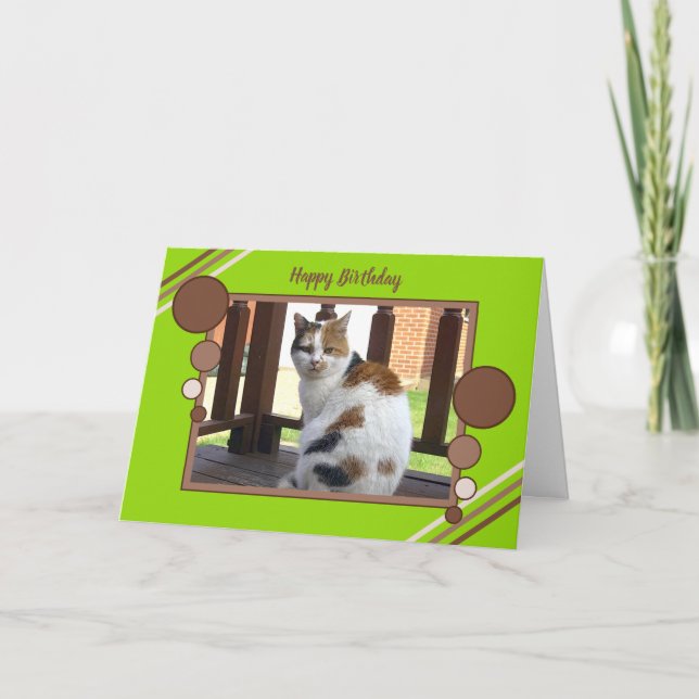 Sitzendes grünes Braun des Fotos der Kalikokatze Karte (Vorderseite)