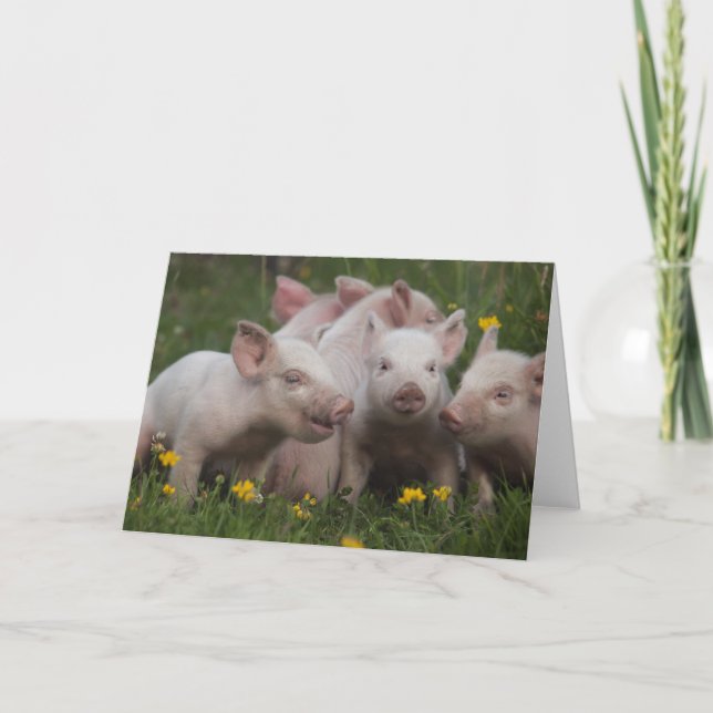 Sitzung der drei kleinen Schweine Karte (Vorderseite)