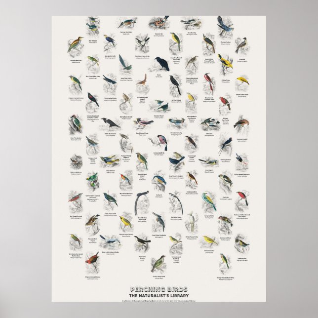 Sitzvögel - Naturalist's Library Poster (Vorne)