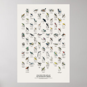 Sitzvögel - Naturalist's Library Poster