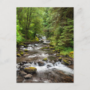 Siuslaw National Forest Sweet Creek Postkarte