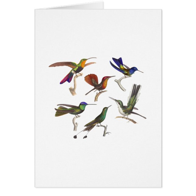 Six colibris colorés (Devant)