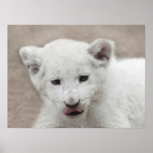 Six week old white baby lion cub poster
