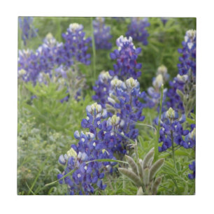 SJefferson Texas Bluebonnets Serie #2 Fliese