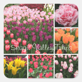 Skagit Valley, WA-Tulpen-Aufkleber Quadratischer Aufkleber