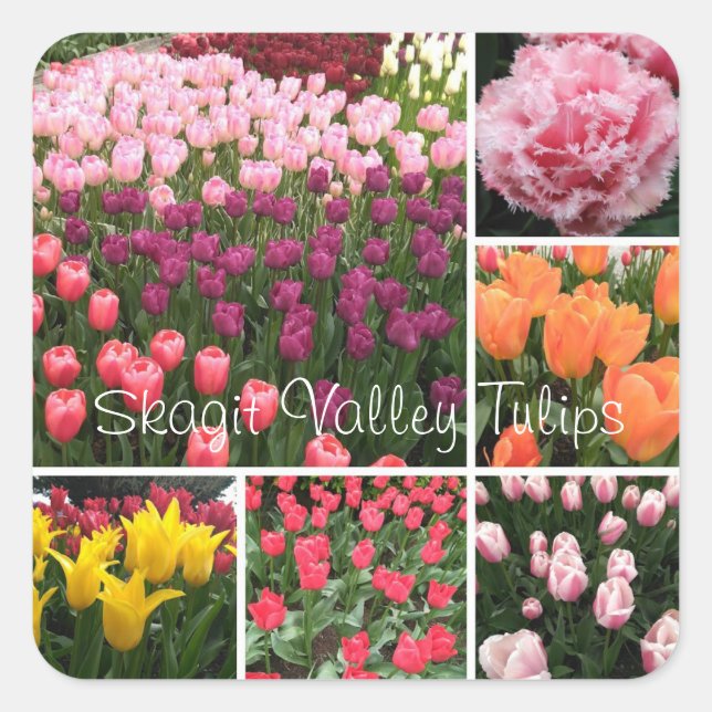 Skagit Valley, WA-Tulpen-Aufkleber Quadratischer Aufkleber (Vorderseite)