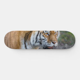 Skateboard Amur tiger