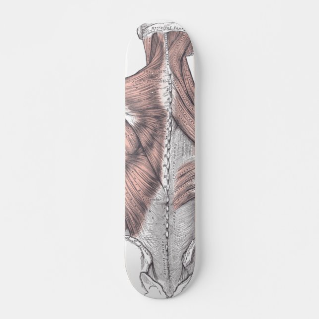 Skateboard Anatomie (Devant)