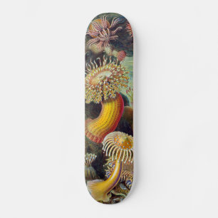Skateboard Anémone de mer Nature scientifique Océan