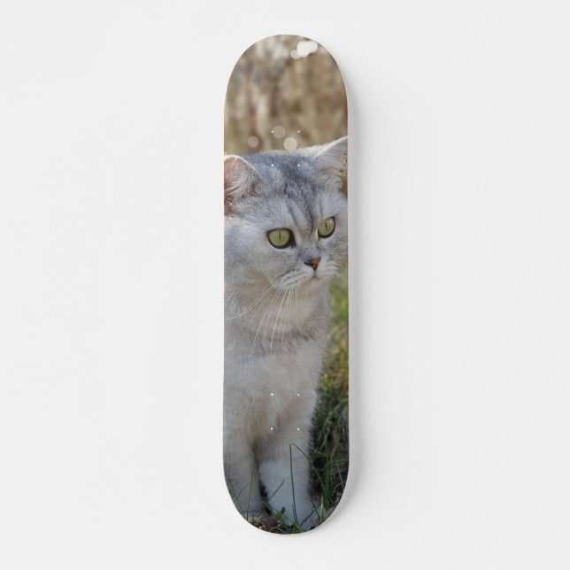 Skateboard Atento gato británico de pelo corto  (Vorne)