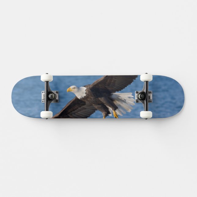 Skateboard Bald eagle in flight (Horz)