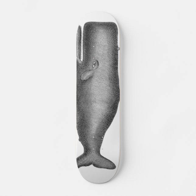 Skateboard Baleine vintage (Recto)