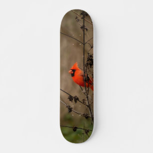 Skateboard Beau Cardinal du Nord