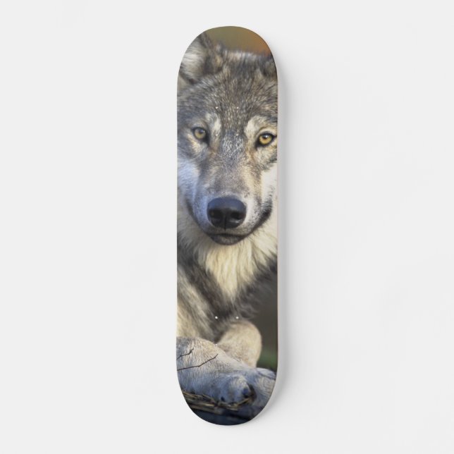 Skateboard Beau loup (Recto)
