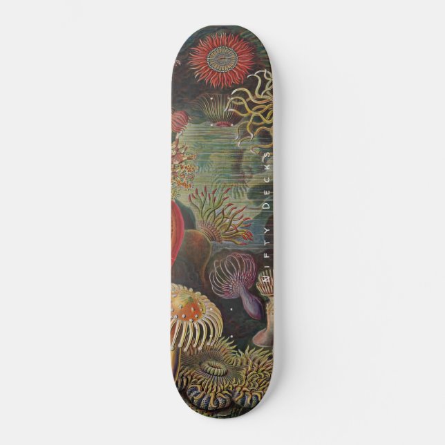 Skateboard Beaux ponts - Merveilles de la mer - Actiniae Skat (Recto)