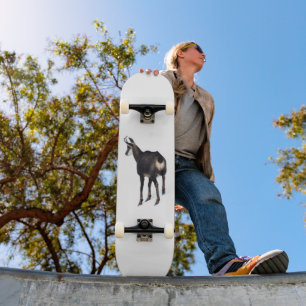 Skateboard Chèvre montagneuse minimaliste chamois alpin sur n