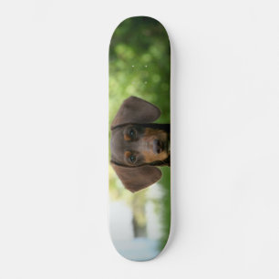 Skateboard Chiot Brown Dachshund
