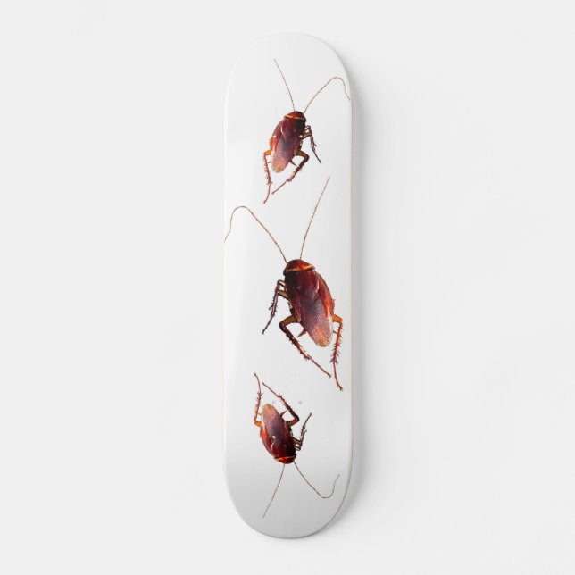 Skateboard Cockroach (Recto)