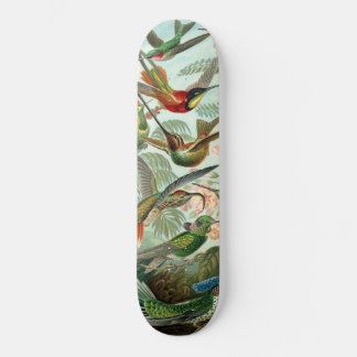 Skateboard Colibri