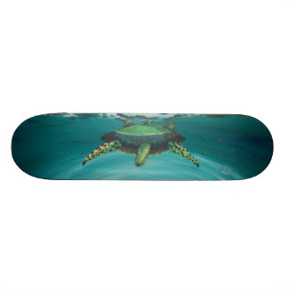Skateboard Croisement de tortue