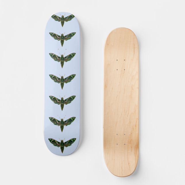 Skateboard Deilephila Nerii - Oleander Hawk-Moth (Recto)
