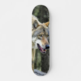 Skateboard Depredador lobo gris observando