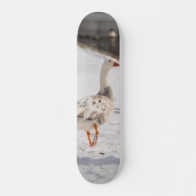 Skateboard Écorce d'Oie des neiges (Devant)