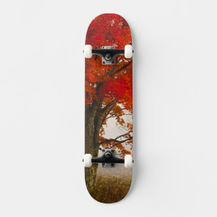 Skateboard États-Unis, Virginie-Occidentale, Davis. Érable ro