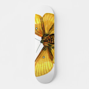 Skateboard femelle de Bombyx quercus