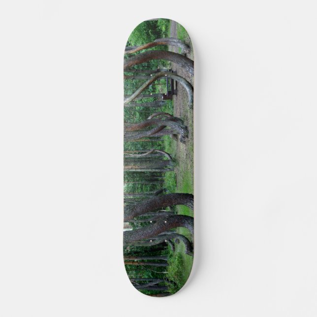 Skateboard Forêt Crochée - Pologne (Recto)