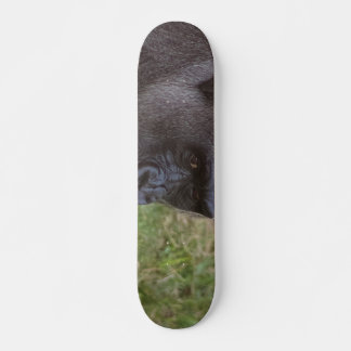 Skateboard Gorilla