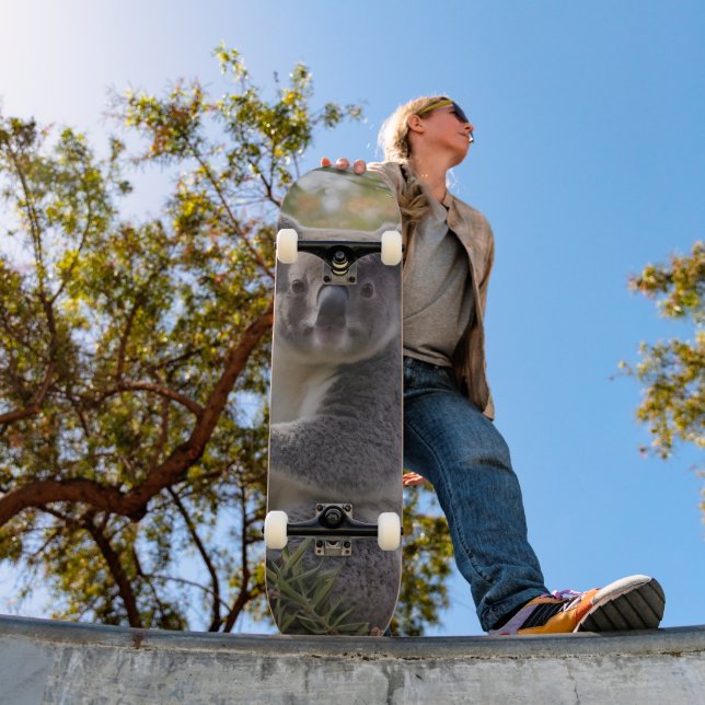 Skateboard Grevillea Koala Bear, (Extérieur 1)