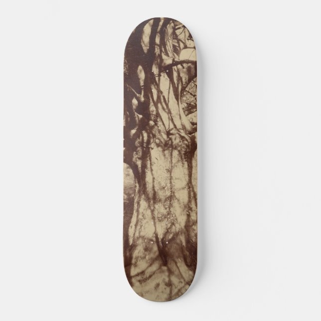 Skateboard Hêtre (par Eugène Atget) (Recto)