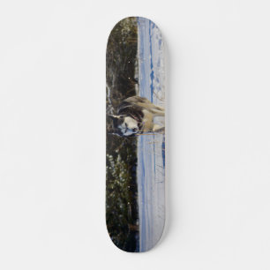 Skateboard Husky Sibérien Dans La Neige
