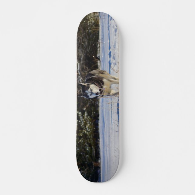 Skateboard Husky Sibérien Dans La Neige (Devant)