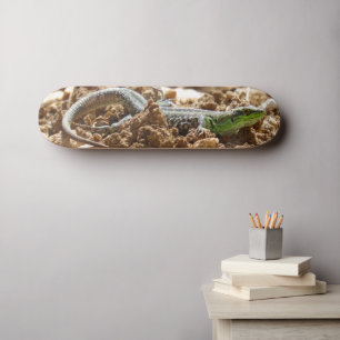 Skateboard Le lézard d'émeraude Salamander sur la terre