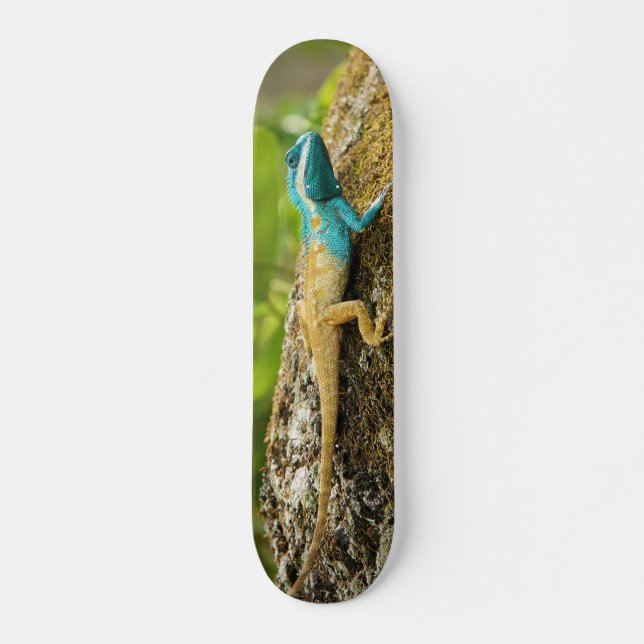 Skateboard Lézard Bleu-Crêté Calotes Mystaceus (Devant)