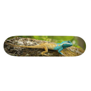 Skateboard Lézard Bleu-Crêté Calotes Mystaceus
