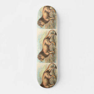 Skateboard Lion, Felis leo