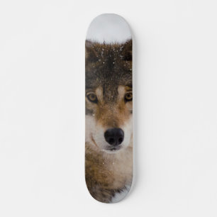 Skateboard Loup gris d'Europe