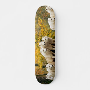 Skateboard Loups blancs de l'Alaska dans la forêt