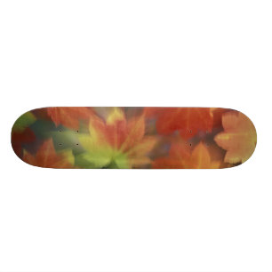 Skateboard NA, États-Unis, Washington, Issaquah, Érable de la