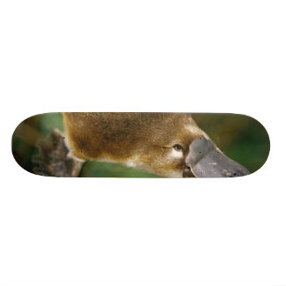 Skateboard Ornithorynque